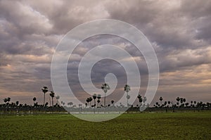 Palms landscape in La Estrella Marsh, Formosa