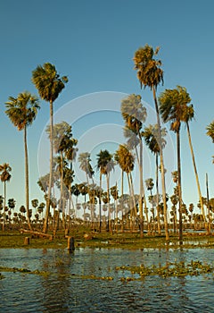 Palms landscape in La Estrella Marsh, Formosa