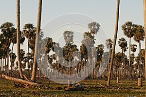 Palms landscape in La Estrella Marsh, Formosa