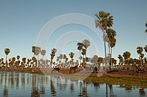 Palms landscape in La Estrella Marsh, Formosa province,