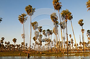 Palms landscape in La Estrella Marsh, Formosa province,