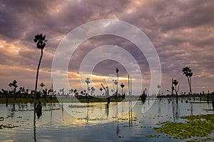 Palms landscape in La Estrella Marsh, Formosa province,