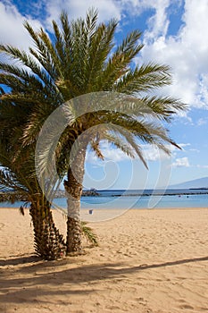 Palms of las Teresitas beach, Tenerife, Spain