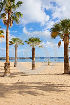 Palms of las Teresitas beach, Tenerife, Spain