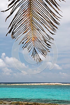 Palms leaves against sky