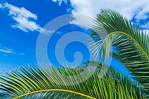 A palms leaves on the blue sky background photo