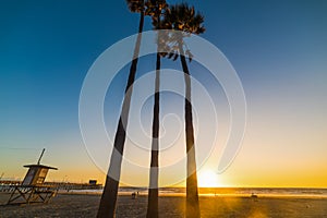 Palms and lifeguard tower in Newport Beach