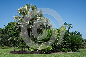 Palms management at Fairchild botanical garden