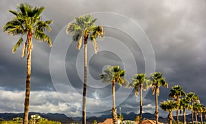 Palms in Maspalomas on Gran Canaria, Canary Islands, Spain