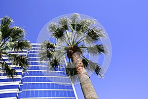 Palmy budova modrá obloha 