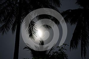 Palms in moonlight