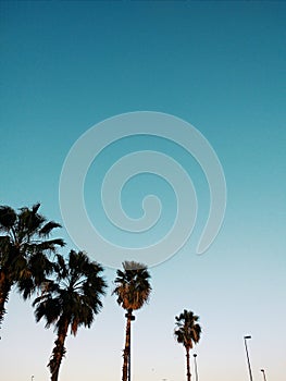 Palms photo