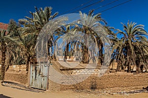 Palms in Mut town in Dakhla oasis, Egy