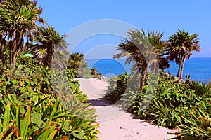 Palms near the sea in tulum, quintana roo