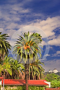 Palms and observatory in Hollywood