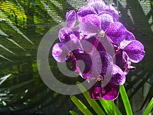 Palms, orchids and other plants at Garden Of The Sleeping Giant, popular attraction, Fiji