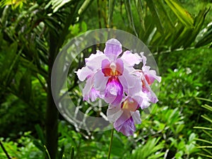 Palms, orchids and other plants at Garden Of The Sleeping Giant, popular attraction, Fiji