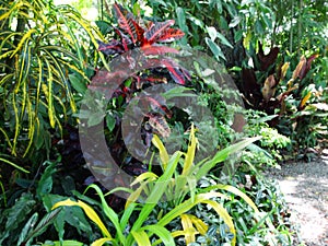 Palms, orchids and other plants at Garden Of The Sleeping Giant, popular attraction, Fiji