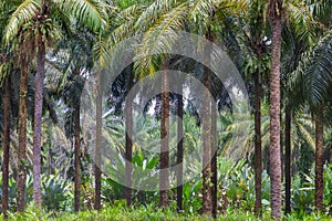 palms in a palm oil plantation