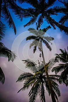 Palms