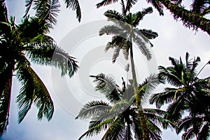 Palms
