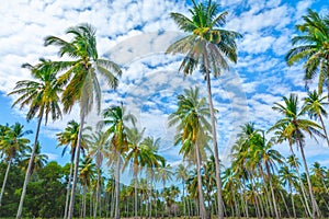 Palms