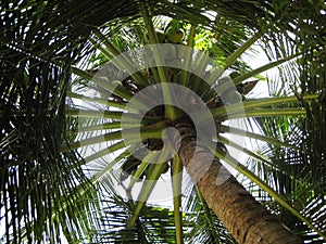 Palms, or Palms, a family of monocotyledonous plants.