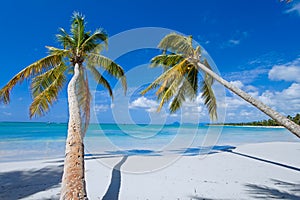 Palms on paradise island (caribe) photo