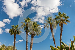 Palms on Paseo Maritimo Picasso East from Malaga