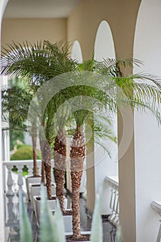 Palms in pots interior
