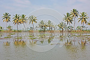 Palms with reflections in Kerala