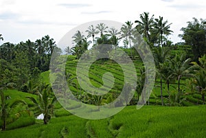 Palms and ricefield on Bali island