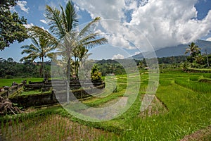 Palms and ricefield on Bali island.