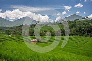 Palms and ricefield on Bali island.