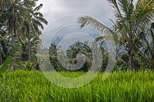 Palms and ricefield on Bali island.