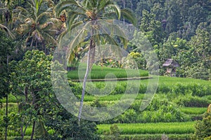 Palms and ricefield on Bali island.