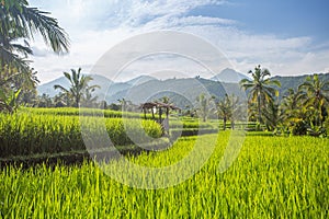 Palms and ricefield on Bali island.