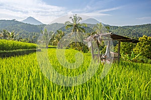 Palms and ricefield on Bali island.