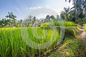 Palms and ricefield on Bali island.