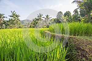 Palms and ricefield on Bali island.