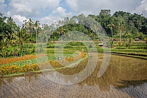 Palms and ricefield and Hortensia flowers on Bali island.
