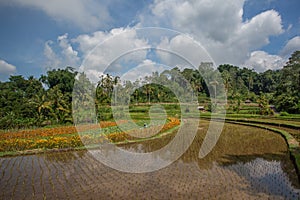 Palms and ricefield and Hortensia flowers on Bali island.