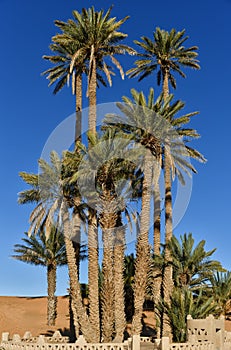 Palms in Sahara desert Morocco