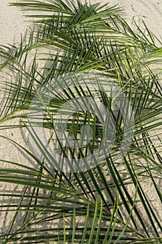 Palms on sand for Palm Sunday