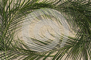 Palmen auf der Palme sonntag 