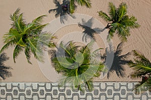 Palms on the sandy beach with Copacabana sidewalk mosaic along them