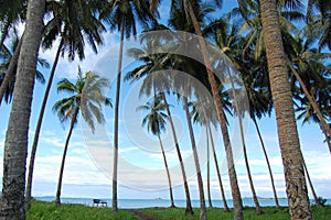 Palms at sea coast