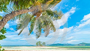 Palms by the sea in a tropical island