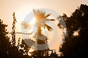 Palms by the sea under sunset.