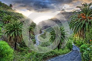 Palms and serpentine near Masca village with mountains, Tenerife, Canarian Islands photo